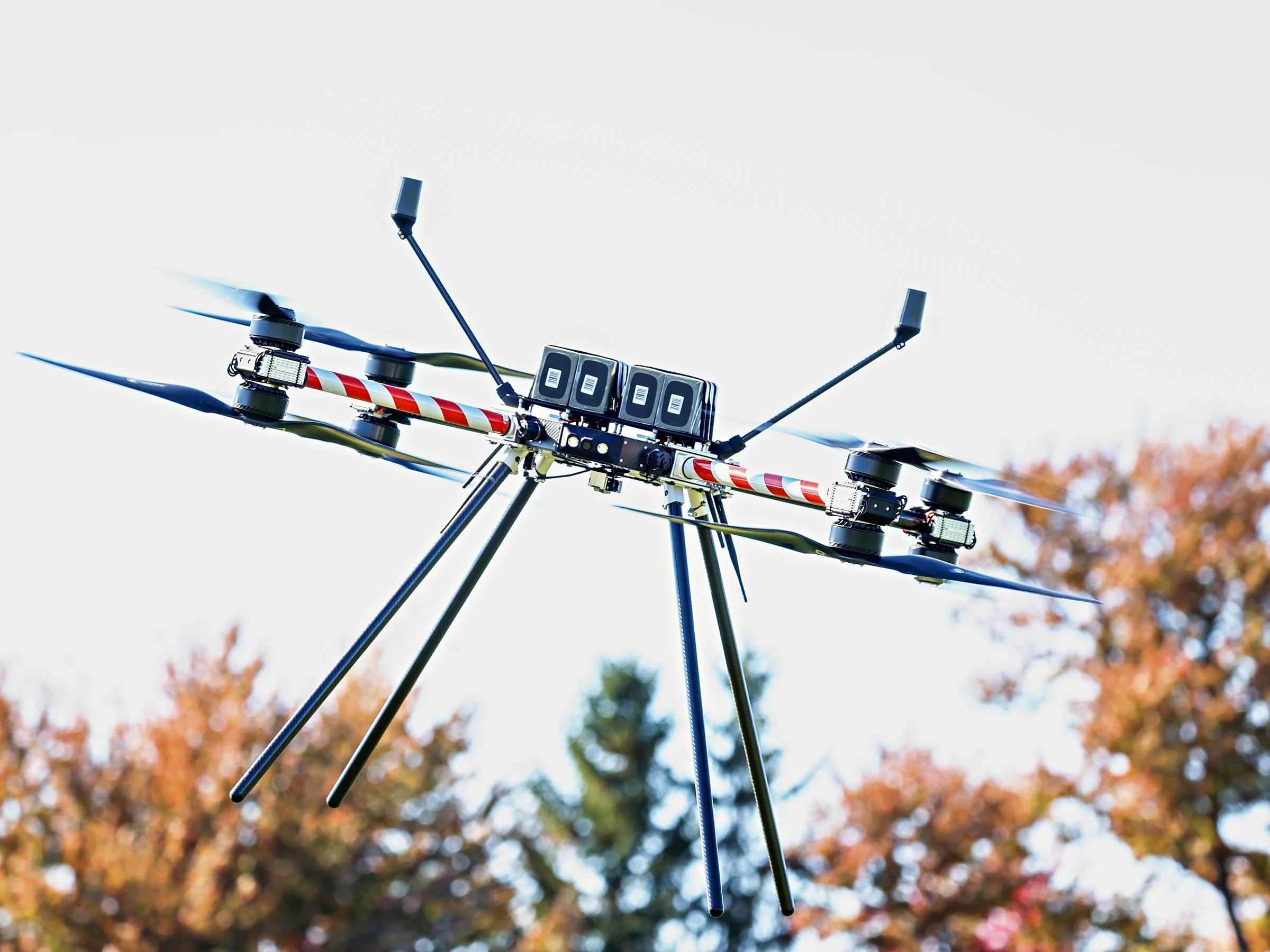 A Callisto in flight against a pale sky above autumn trees